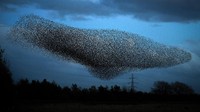 Ribuan burung jalak berkerumun di langit di Gretna, Skotlandia, Selasa (20/10/2020) waktu setempat.  
