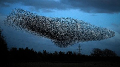 Potret Migrasi Burung Jalak Hiasi Langit Skotlandia