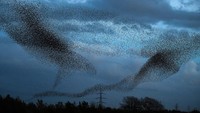 Para burung jalak juga melakukan gerakan berputar-putar dan membentuk beragam bentuk unik di langit.  