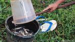 Musim Hujan, Berkah Bagi Penjala Ikan di Sungai Citarik