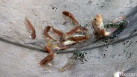Nantinya, ikan yang didapat ada yang dijual atau untuk konsumsi sendiri.