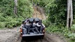 Polisi Gerebek 10  Hektar Kebun Ganja di Tanah Rencong