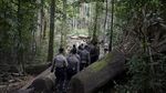 Polisi Gerebek 10  Hektar Kebun Ganja di Tanah Rencong