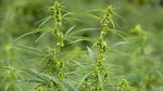 Polisi Gerebek 10  Hektar Kebun Ganja di Tanah Rencong