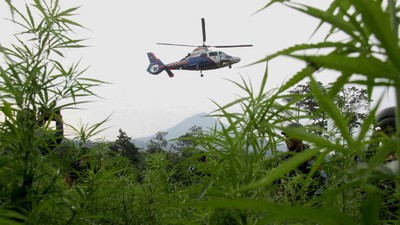 Polisi Gerebek 10  Hektar Kebun Ganja di Tanah Rencong