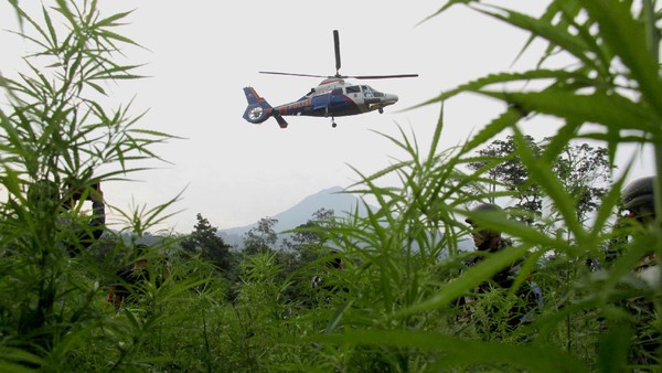 Polisi Gerebek 10  Hektar Kebun Ganja di Tanah Rencong