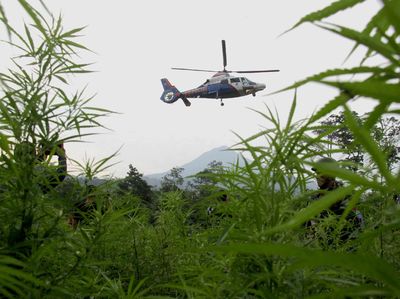 Polisi Gerebek 10  Hektar Kebun Ganja di Tanah Rencong