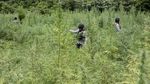 Polisi Gerebek 10  Hektar Kebun Ganja di Tanah Rencong