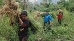 Polisi Gerebek 10  Hektar Kebun Ganja di Tanah Rencong