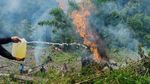 Polisi Gerebek 10  Hektar Kebun Ganja di Tanah Rencong