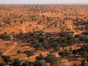 Ada Ratusan Juta Pohon di Gurun Sahara, Tim Ilmuwan Hitung Satu Per Satu