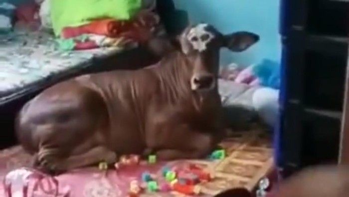 Sapi di Sleman santuy rebahan di kamar, Rabu (21/10/2020).