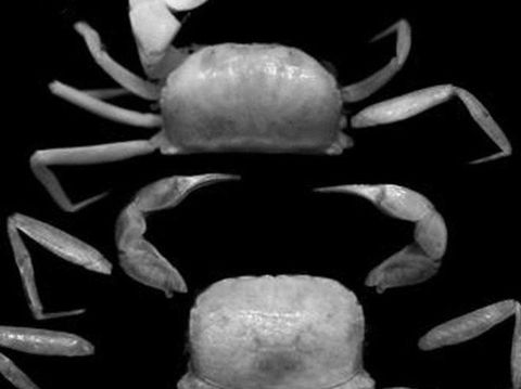 Spesies kepiting baru bernama Typhlocarcinops raouli dan Typhlocarcinops robustus yang ditemukan di muara Sungai Ajkwa, area PT Freeport Indonesia di Kabupaten Mimika, Provinsi Papua. (ANTARA/PTFI)