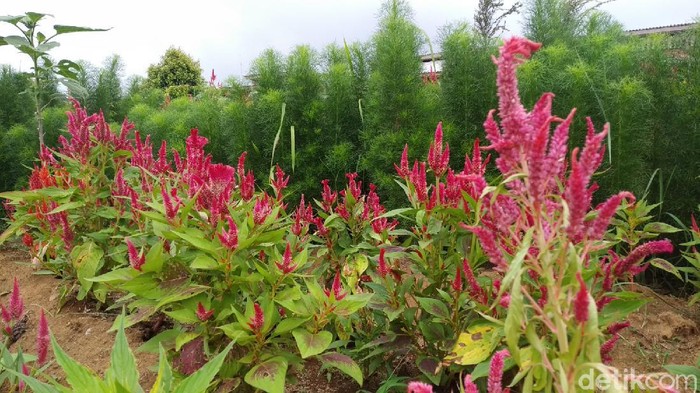 Taman Celosia di Kuningan