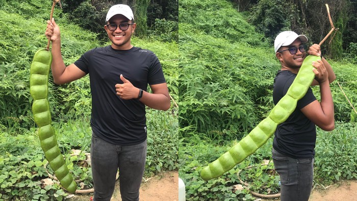 Wow! Netizen Heboh Temukan Petai Raksasa yang Bikin Ngakak