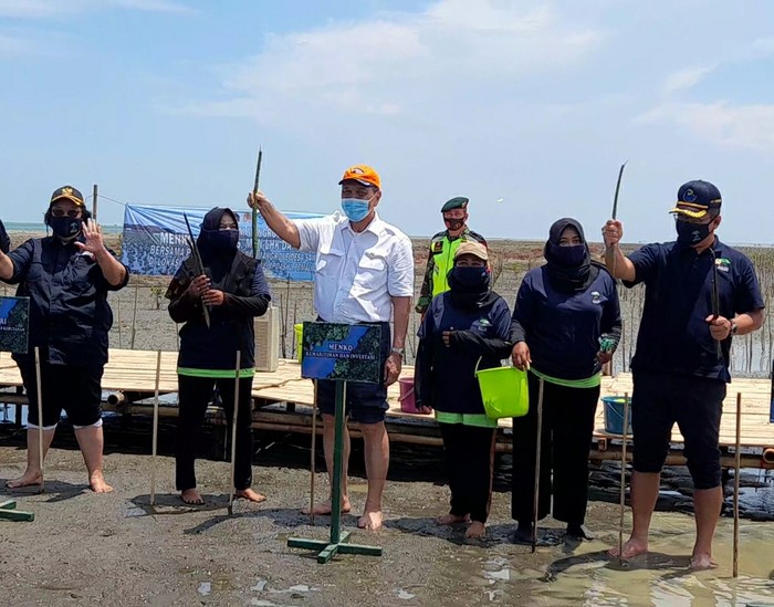 3 Menteri ke Brebes Tanggulangi Kerusakan Hutan Mangrove