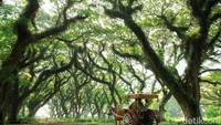 Secara teknis, angkutan wisata gratis ini akan diberangkatkan dari halaman parkir Taman Sritanjung menuju 4 destinasi. Yakni, Taman Nasional (TN) Alas Purwo, Pantai Pulau Merah, Kawah Ijen, dan Taman Nasional Baluran. 
