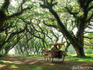 Libur Cuti Bersama, Banyuwangi Siapkan Wisata Staycation