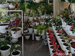 Warga Resah Tanaman Aglonema Dicuri, Harga Mahal Diduga Penyebabnya