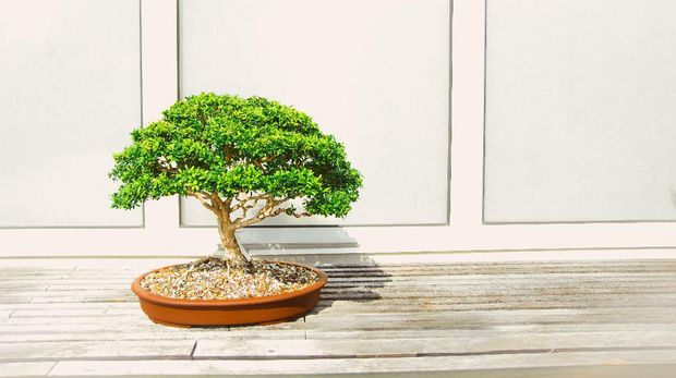 Bonsai (Photo by Todd Trapani from Pexels)