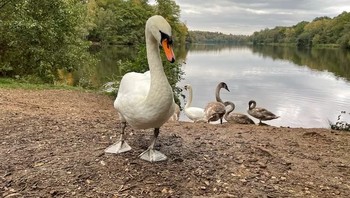 Salah satu keunggulan iPhone 12 Pro memang berada di sektor kamera. Foto: Pocket Lint
