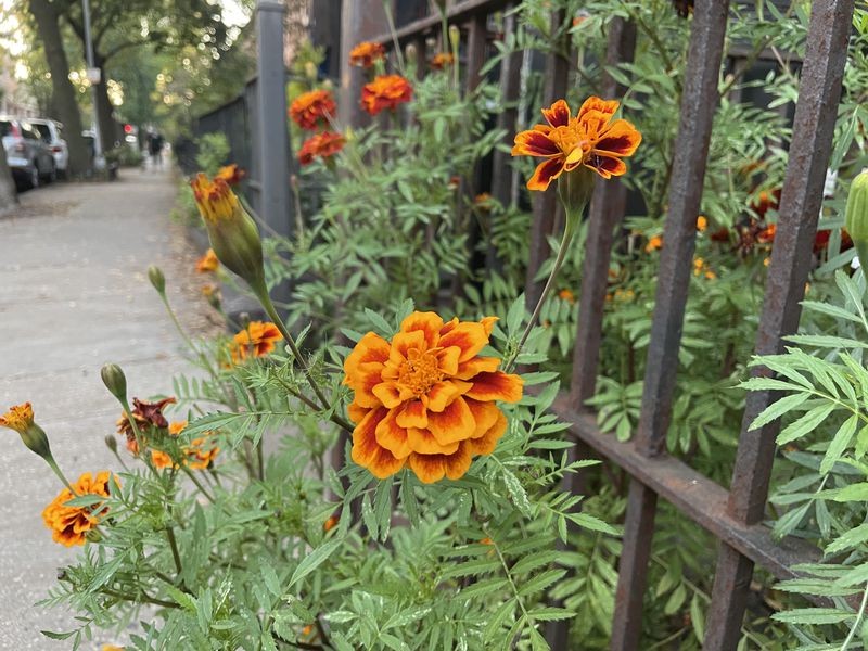 Jepretan iPhone 12 Pro