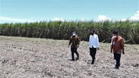 Presiden Joko Widodo (tengah), pemilik pabrik gula PT Prima Alam Gemilang Andi Syamsuddin Arsyad (kiri) dan mantan Menteri Pertanian Amran Sulaiman (kanan) mengunjungi lahan perkebunan tebu di Kabupaten Bombana, Sulawesi Tenggara.