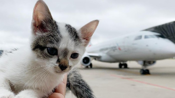 Kucing ditemukan di landasan pesawat