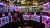 Ratusan ikan Louhan tersebut diikutsertakan dari sejumlah daerah di Indonesia seperti, Jabodetabek, Bali, Batam, Sumetera dan Kalimantan.