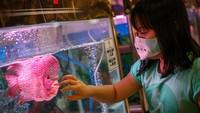 Seorang bocah mengamati ikan Louhan yang dikonteskan pada Liga Louhan Nasional di Mal Tangcity, Kota Tangerang, Banten, Kamis (22/10/2020).