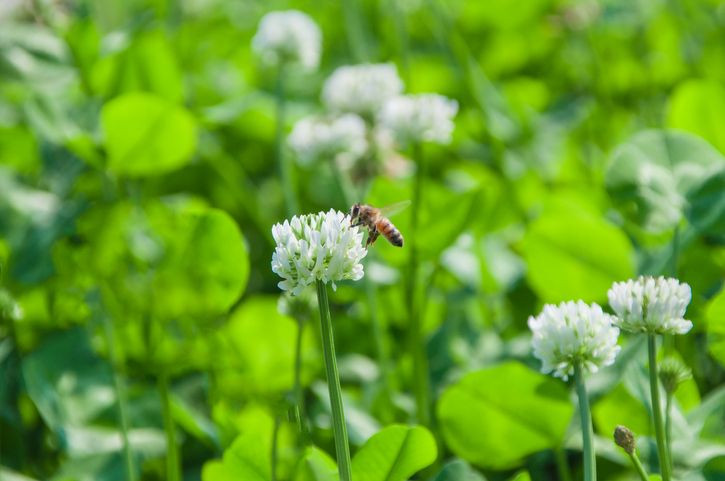 Madu Clover Honey, Nutrisi hingga Manfaat Sehatnya