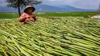 Seorang warga menjemur batang tanaman eceng gondok (eichhornia crassipes) yang dikumpulkan dari Danau Rawa Pening di Kelurahan Tuntang, Kecamatan Tuntang, Kabupaten Semarang, Jawa Tengah, Kamis (22/10/2020).
