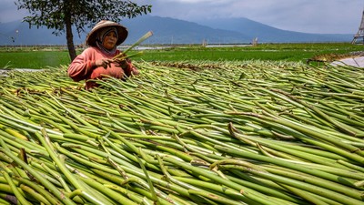Pemanfaatan Eceng Gondok di Danau Rawa Pening