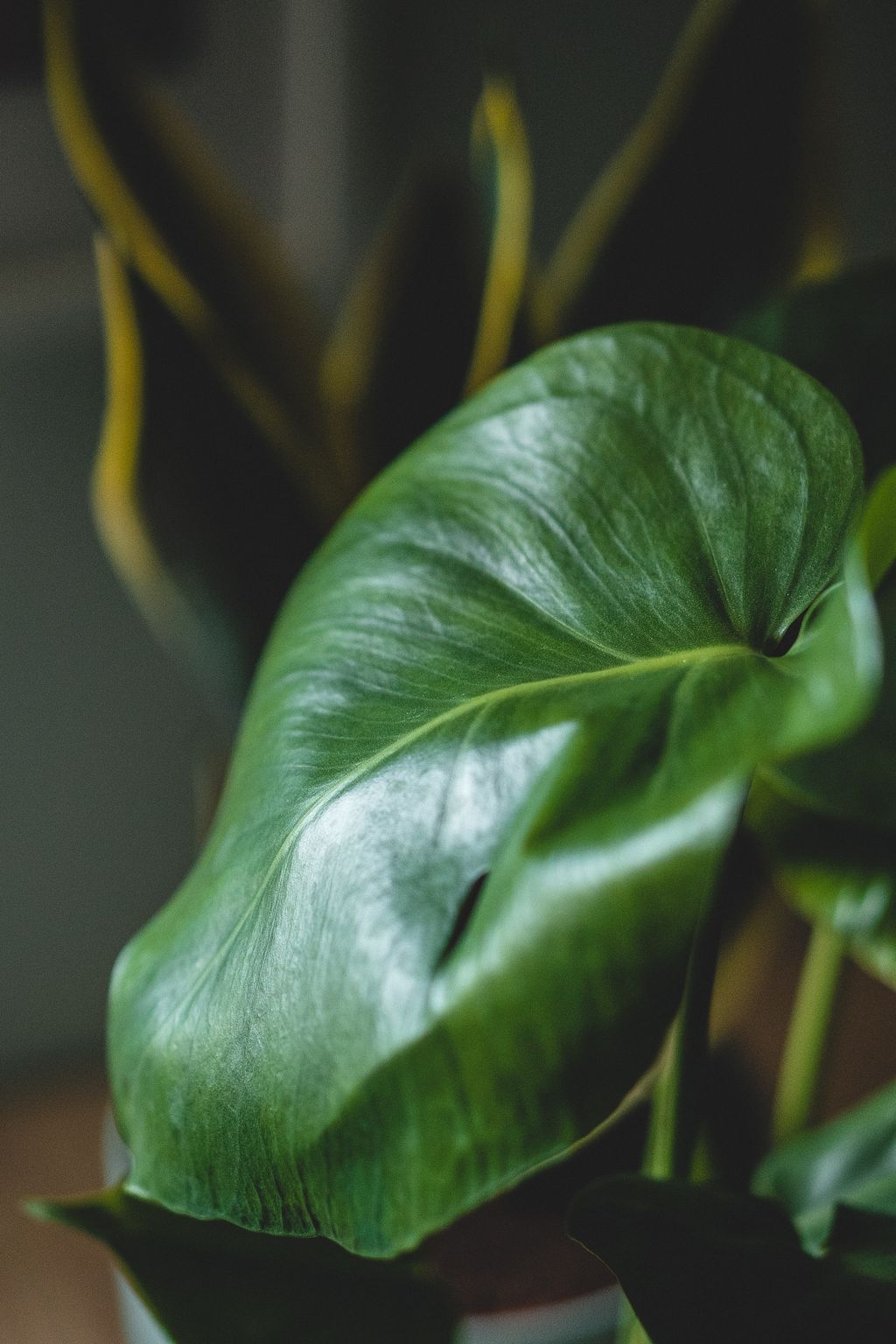 Philodendron (Photo by Maahid Photos from Pexels)