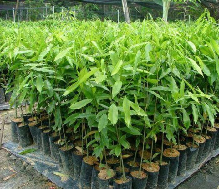 Pohon Gaharu (tangkapan Layar via Tokopedia/Tukang Taman_Jakarta)