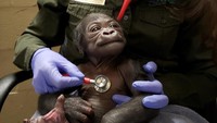 Bayi laki-laki itu adalah anak kelima Kiki. Dia sebelumnya melahirkan empat anak perempuan. dok. BBC News/Franklin Park Zoo  