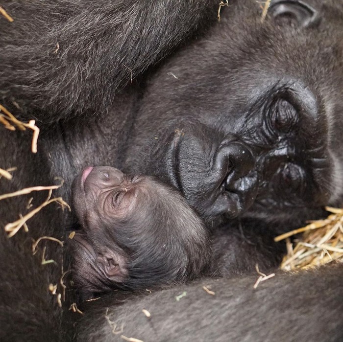 Kebun Binatang New England, yang mengelola Franklin Park Zoo dan Stone Zoo di Stoneham mengumumkan kelahiran pertama bayi gorilla laki-laki di Franklin Park Zoo, Boston. dok. BBC News/Franklin Park Zoo