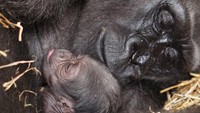 Bayi gorilla ini dilahirkan oleh Kiki, gorila berusia 39 tahun pada 14 Oktober 2020 melalui operasi caesar. dok. BBC News/Franklin Park Zoo  