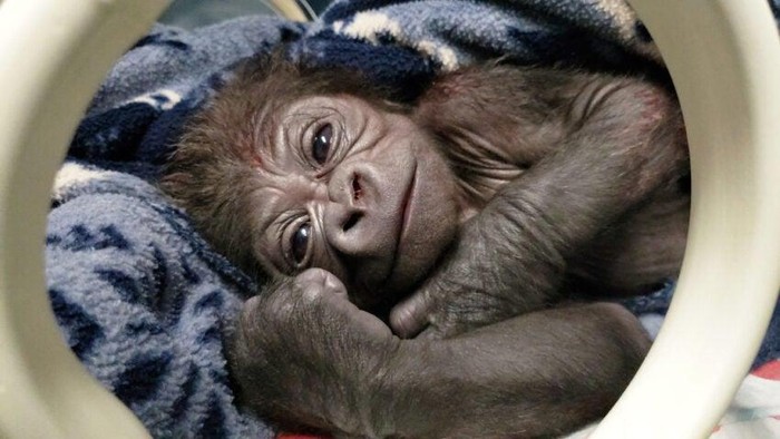 Kebun Binatang New England, yang mengelola Franklin Park Zoo dan Stone Zoo di Stoneham mengumumkan kelahiran pertama bayi gorilla laki-laki di Franklin Park Zoo, Boston. dok. BBC News/Franklin Park Zoo