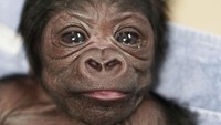 Kiki dan bayinya, merupakan jenis gorila dataran rendah Barat, yang berasal dari sebuah wilayah di Afrika Tengah, dianggap sangat terancam punah keberadaannya. dok. BBC News/Franklin Park Zoo  
