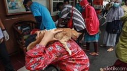 Dinas KPKP DKI Jakarta memberikan vaksin kepada hewan peliharaan seperti kucing dan anjing. Vaksinasi gratis berlangsung hingga 27 Oktober 2020.