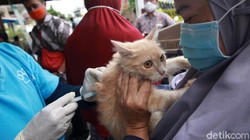 Dinas KPKP DKI Jakarta memberikan vaksin kepada hewan peliharaan seperti kucing dan anjing. Vaksinasi gratis berlangsung hingga 27 Oktober 2020.