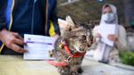 Dinas KPKP Jakarta Gerilya Vaksin Rabies Gratis
