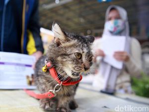 Jaringan Ikat pada Hewan: Fungsi, Faktor Penyusun, dan Jenisnya