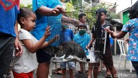 Hewan yang divaksinasi rabies didominasi oleh kucing.