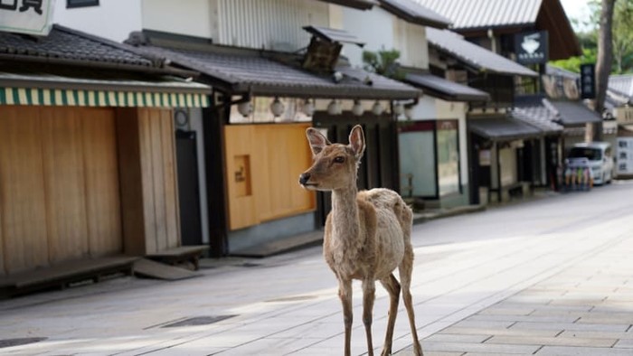 Rusa di Nara, Jepang