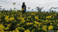Taman Bunga Celosia menyajikan suasana sejuk serta pemandangan indah.