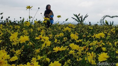 Menikmati Indahnya Taman Bunga Celosia di Kuningan