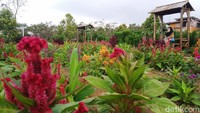 Di taman ini terdapat satu bunga khusus yakni celosia dari benua Afrika.