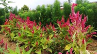 Selain bunga celosia, ada juga bunga matahari, bunga kertas dan beragam jenis lainnya.